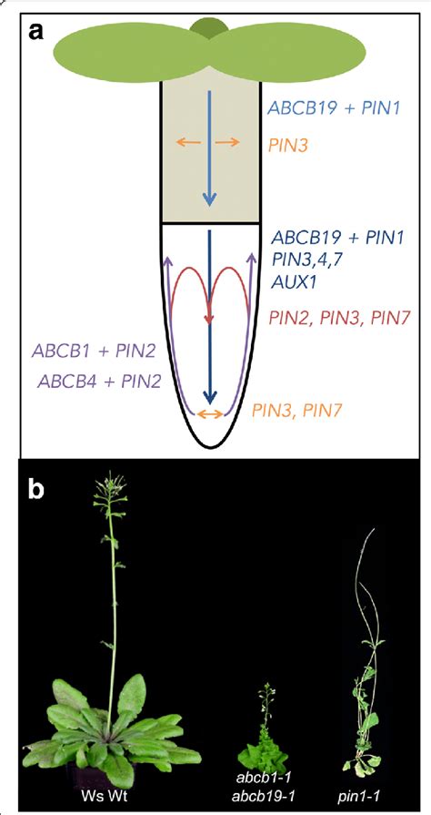 Main Auxin Transport Routes And Transporters In Arabidopsis Seedlings