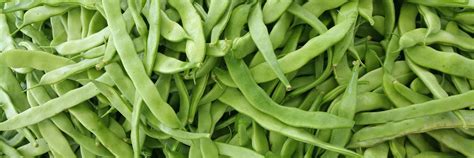 All our bush bean seeds are produced in areas known to be free of halo blight. Category: Romano Bush Beans | Seedway