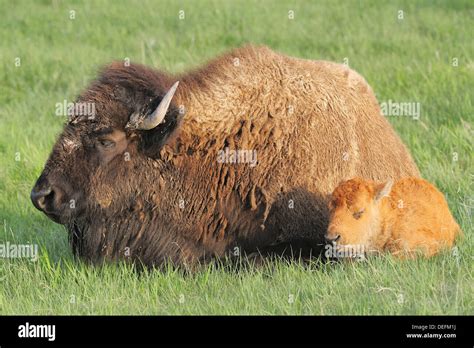 American Bisonbuffalo Bison Bison Youngcalf With Mothercow