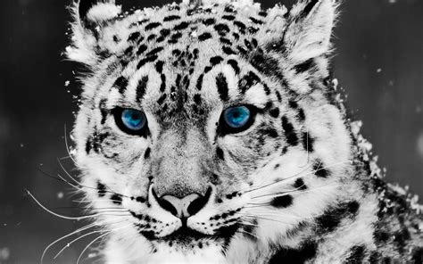 Baby White Tigers With Blue Eyes Wallpapers For Desktop And Mobiles 13