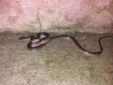 Banded Philippine Burrowing Snake Snakes Of The Philippines · Inaturalist