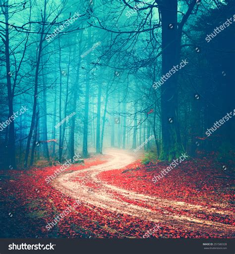 Magic Vintage Color Autumn Forest Road Stock Photo 251580328