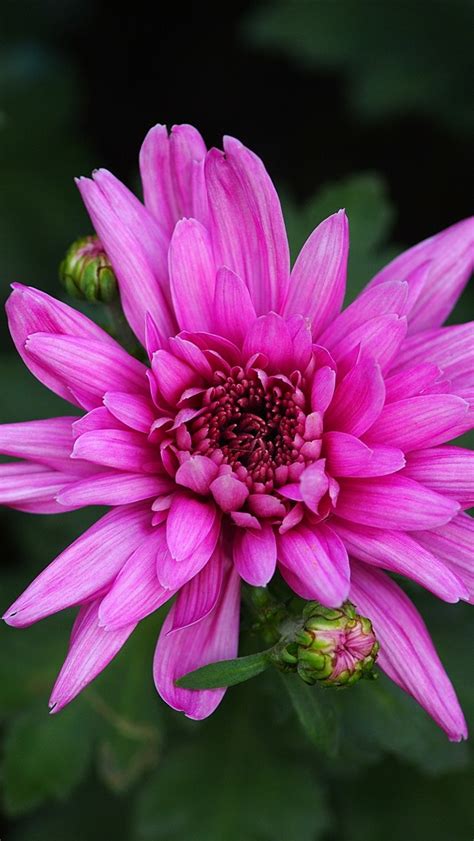 Wallpaper Beautiful Pink Chrysanthemum Flowers Macro Photography