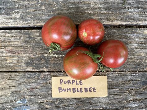 Purple Bumblebee Cherry Tomato Seeds Organically Grown Packet Of 20