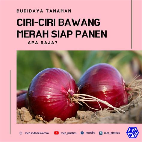 Syarat Panen Bawang Merah  PT. Mutiaracahaya Plastindo