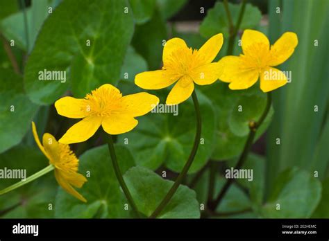 Marginal Plant Marsh Marigoldt Caltha Palustris Stock Photo Alamy