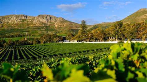 Groot Summer Fun At Groot Constantia To Celebrate The Holidays Groot