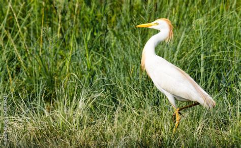 Cattle Egret Walking Through Grass In Its Summer Coloring In The