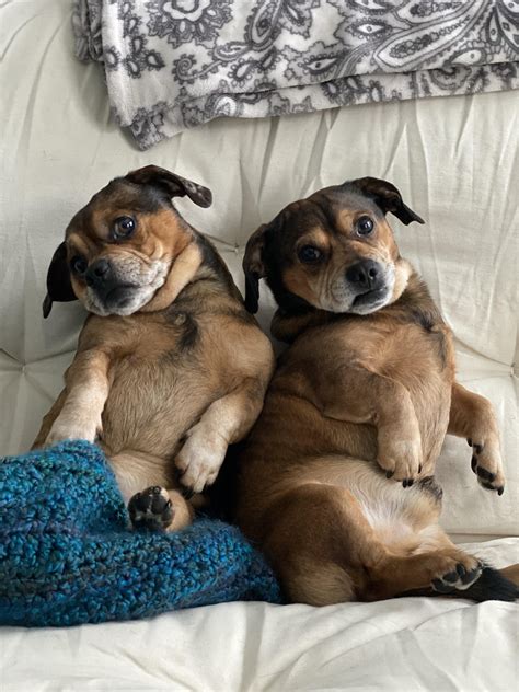 Frank And Bean Dachshund Pug Mix Brothers They Sit Like This On Their Own R Aww