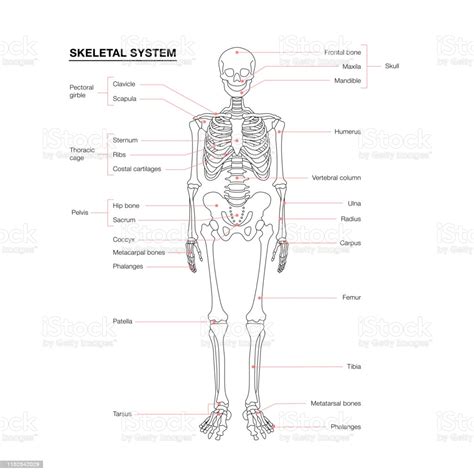 Human Skeleton System Outline Isolated On White Background Stock