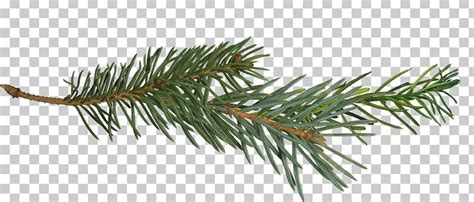 Pine Branch Tree Png Clipart Branch Clip Art Conifer Conifer Cone