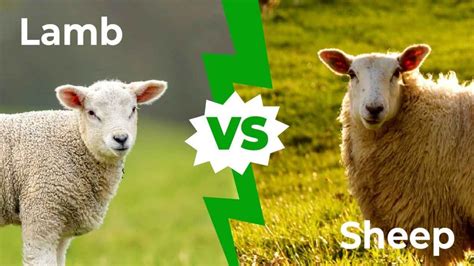Lamb Vs Sheep Difference Between Lamb And Sheep