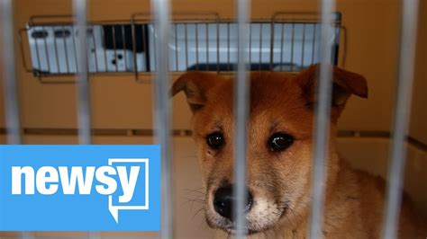 Senate Passes Animal Cruelty Bill Youtube