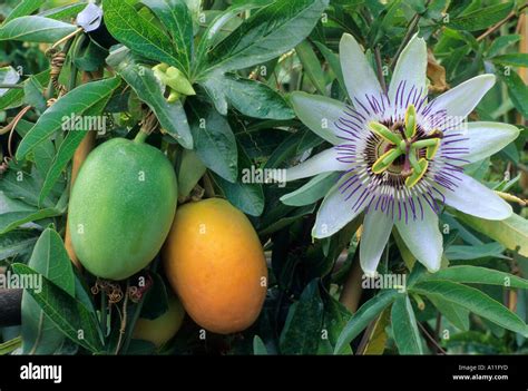 Passiflora Caerulea With Fruits Stock Photo Alamy