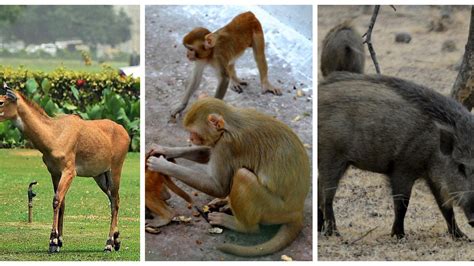 Sc Refuses To Stay Centres Notification Declaring Nilgais Monkeys And