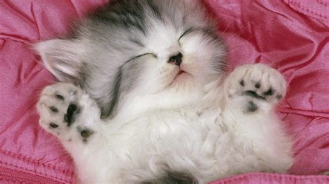Download Cute Cat Wallpaper Kitten Background Hd For Desktop By