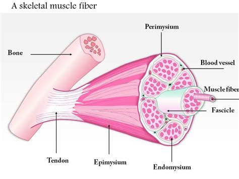 0614 A Skeletal Muscle Fiber Medical Images For Powerpoint PowerPoint