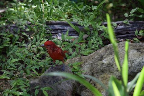 A Red Male Summer Tanager Bird Stock Image Image Of Bird Green