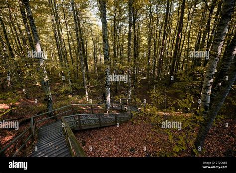Bolu Turkey October 16 2023 Autumn Forest Landscape And Wooden