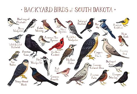 Backyard Birds Of South Dakota Field Guide Art Print Handmade
