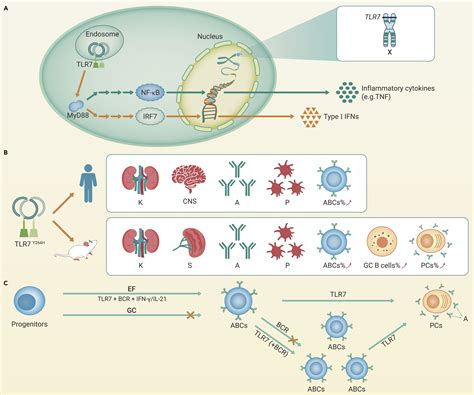 From Monogenic Lupus To Tlr7myd88 Targeted Therapy The Innovation