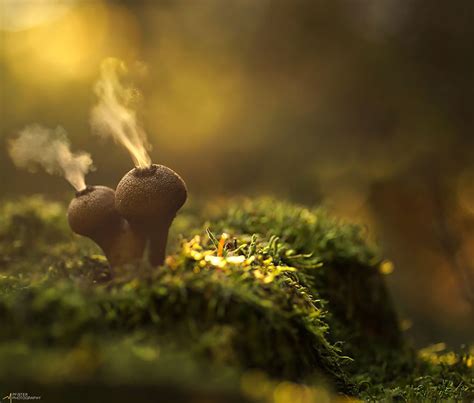 Glowing Mushrooms Look Like From Fairytale Lands