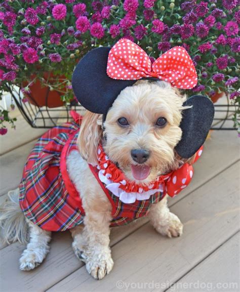 Minnie Mouse Halloween Costumes For Dogs Yourdesignerdog Minnie
