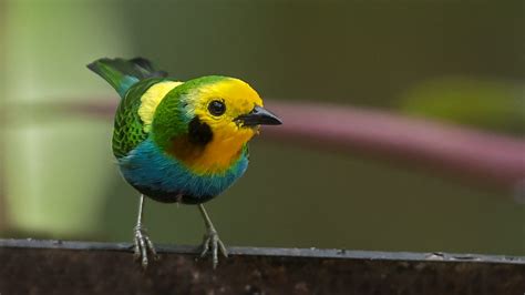 10 Especies De Aves Que Sólo Pueden Verse En Colombia Y Fascinan A