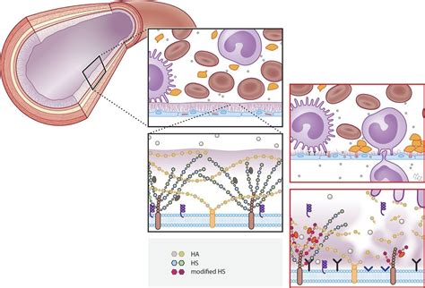 A Microscopic View On The Renal Endothelial Glycocalyx American