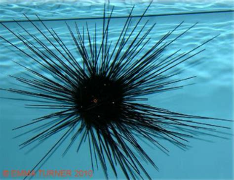 Black Long Spined Sea Urchin Maidenhead Aquatics