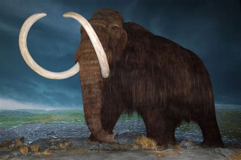 How Woolly Mammoth Extinction Took Place On Remote Arctic Island