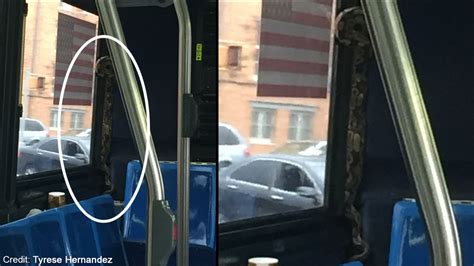 Boa Constrictor Found Slithering Around On B12 Bus In Brooklyn Abc7