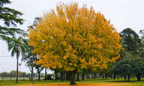 Pretenden que en el 2030 haya plantados un millón de árboles en Rosario