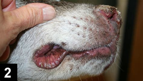 Canine Perioral Dermatitis Clinicians Brief