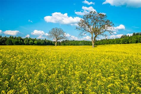Yellow Field Stock Image Image Of Pollution Nature 31452133