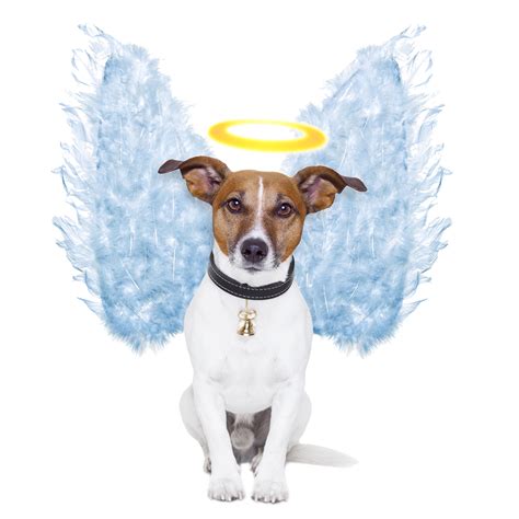 Connect With Your Pet Angel Class
