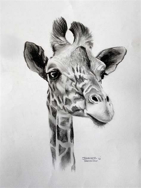 How To Draw A Giraffe Face Realistic Adaines Gueed1977