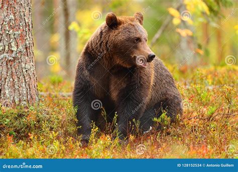 Brown Bear Sitting In A Forest And Looking At Side Stock Photo Image