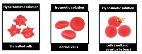 When a plasmolysed/flaccid plant cell is placed in hypotonic solution, water enter the plant cell, because the solute concentration outside the cell is lower than. When a cell is placed in a hypotonic solution asolute ...