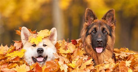 Indulge your furry companions with a wholesome pet wellness experience