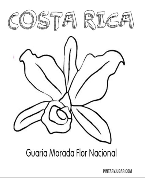 Colorear Símbolos Nacionales De Costa Rica Colorear Tus Dibujos