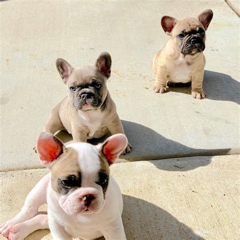 Our mission first and foremost we breed for health, quality, and temperament. AKC French Bulldog Puppies For Adoption ~ Amazing French ...