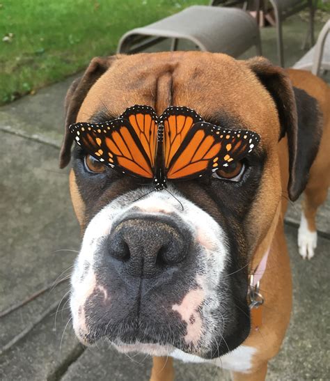 14 Cute Boxer Dogs That Can Brighten Up Your Life Petpress