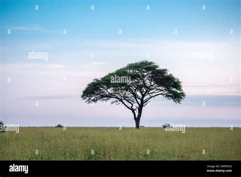 A Solitary Acacia Tree In A Vast Open Field In Murchison Falls National