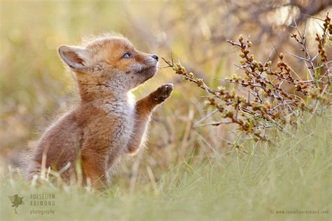 Cute Baby Fox Foxes