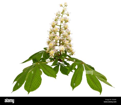 Flowering Branch Of Horse Chestnut Tree Aesculus Hippocastanum