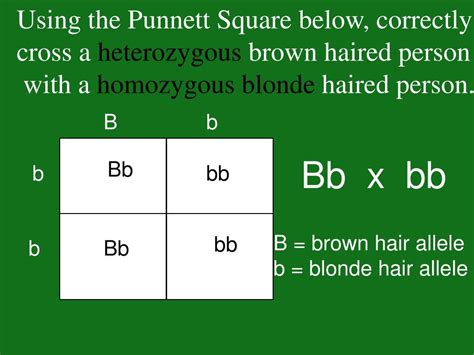 PPT Punnett Squares And Meiosis PowerPoint Presentation Free