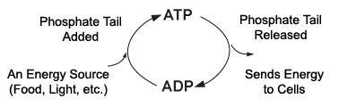 The atp cycle is actually is a set of two biochemical reactions that occur in a cyclic manner.the endothermic and exothermic reaction takes place in this. Pinterest • The world's catalog of ideas
