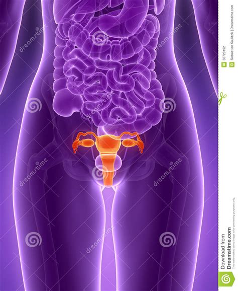 Highlighted uterus stock illustration. Illustration of tube - 30723192