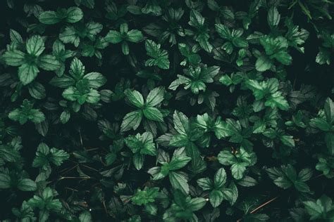 If you're looking for the best aesthetic tumblr backgrounds then wallpapertag is the place to be. Plant Aesthetic Laptop Wallpapers - Top Free Plant ...